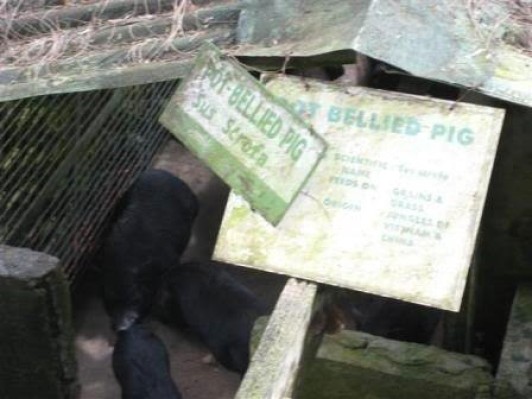 Fans of this inn’s pot-bellied pig would be delighted to see that it has multiplied already.