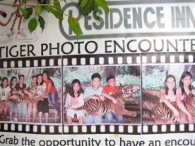 Dare to share the cage with a tiger for a photo op?
